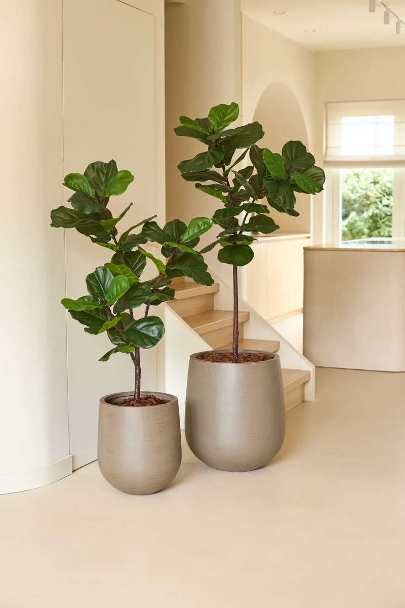 Kunstplant Ficus Tabaksplant Deluxe 155 cm