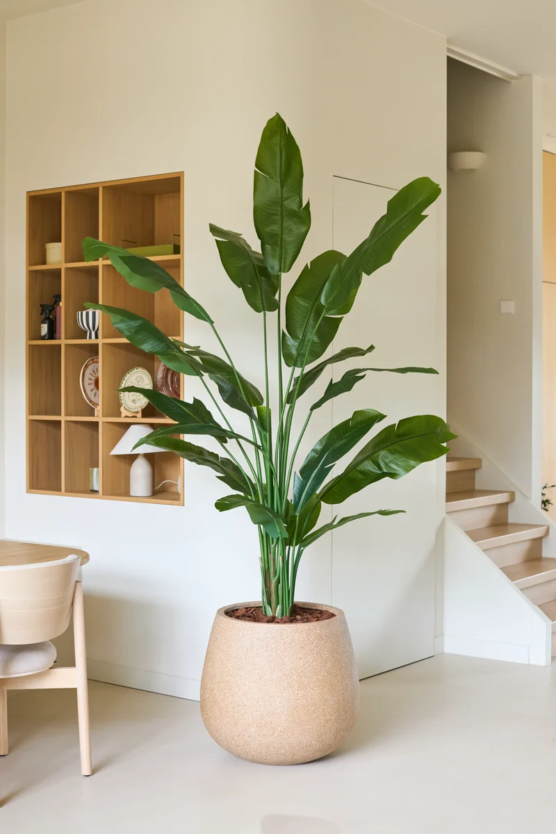 Kunstplant Strelitzia Nicolai Deluxe 210 cm