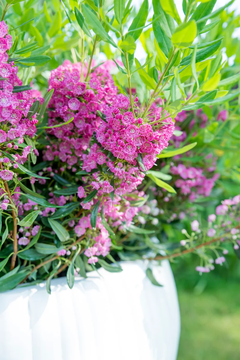 Kalmia angustifolia "rubra" (Lorbeerrose) (S)