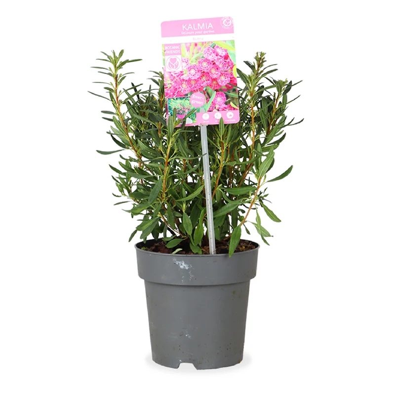 Kalmia angustifolia "rubra" (Lorbeerrose) (S)