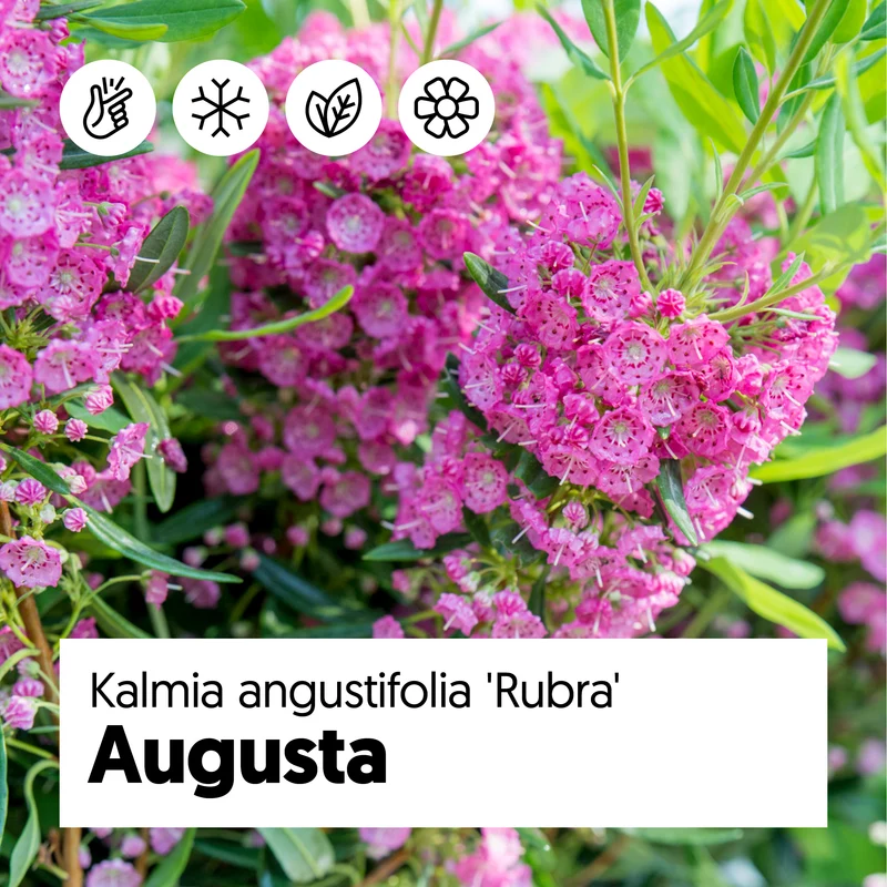 Kalmia angustifolia "rubra" (Lorbeerrose) (S)