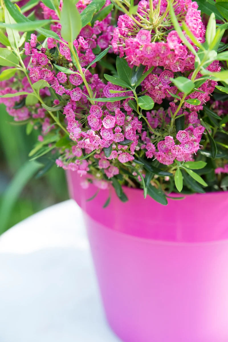 Kalmia angustifolia "rubra" (Lorbeerrose) (S)