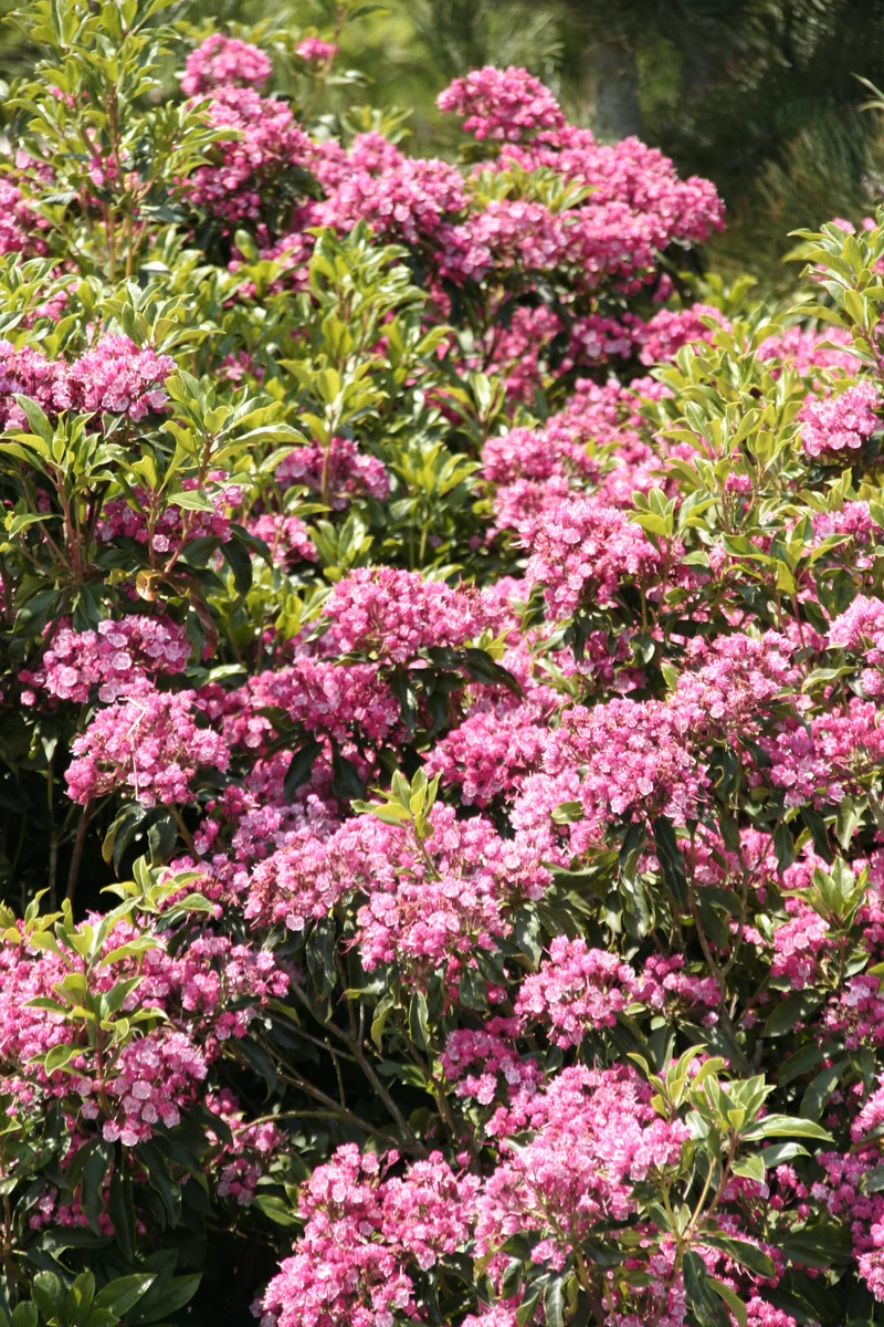 Kalmia angustifolia "rubra" (Lorbeerrose) (S)