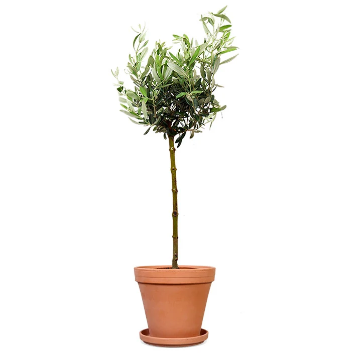 Olea (Olivenbaum) (L)