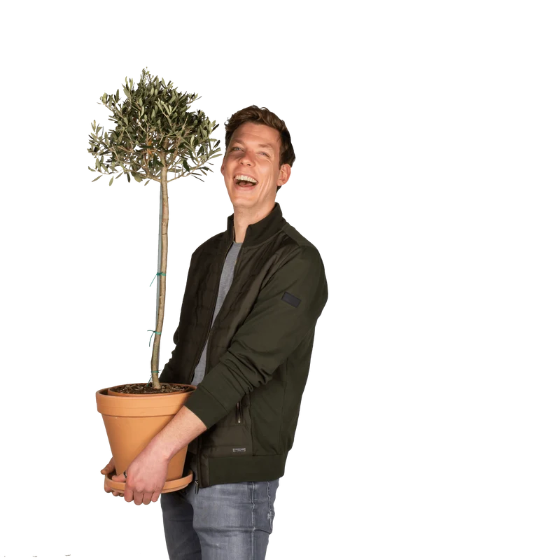 Olea (Olivenbaum) (L)
