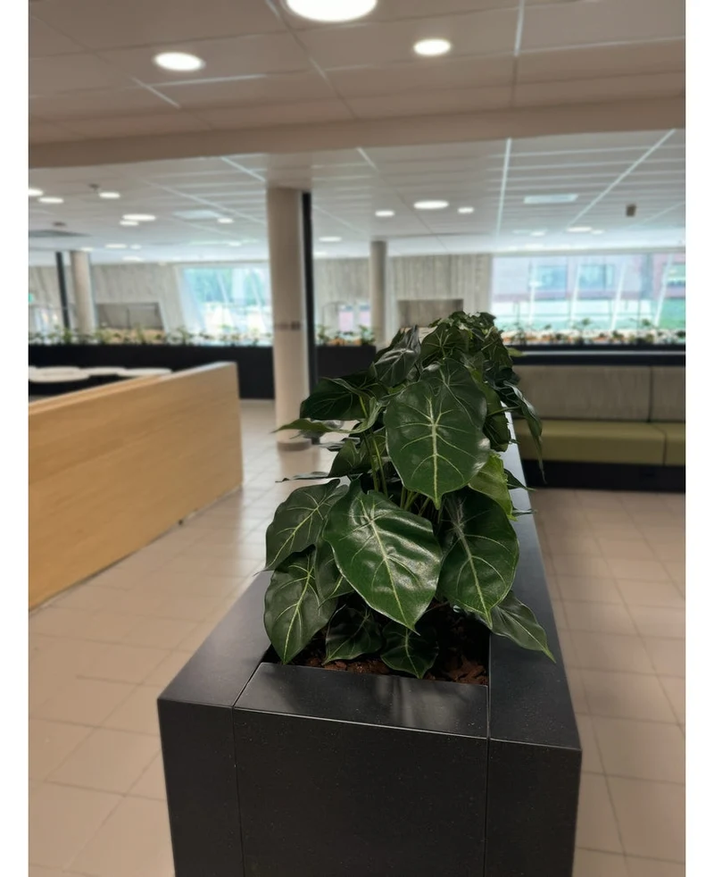Kunstplant Syngonium UV 58 cm