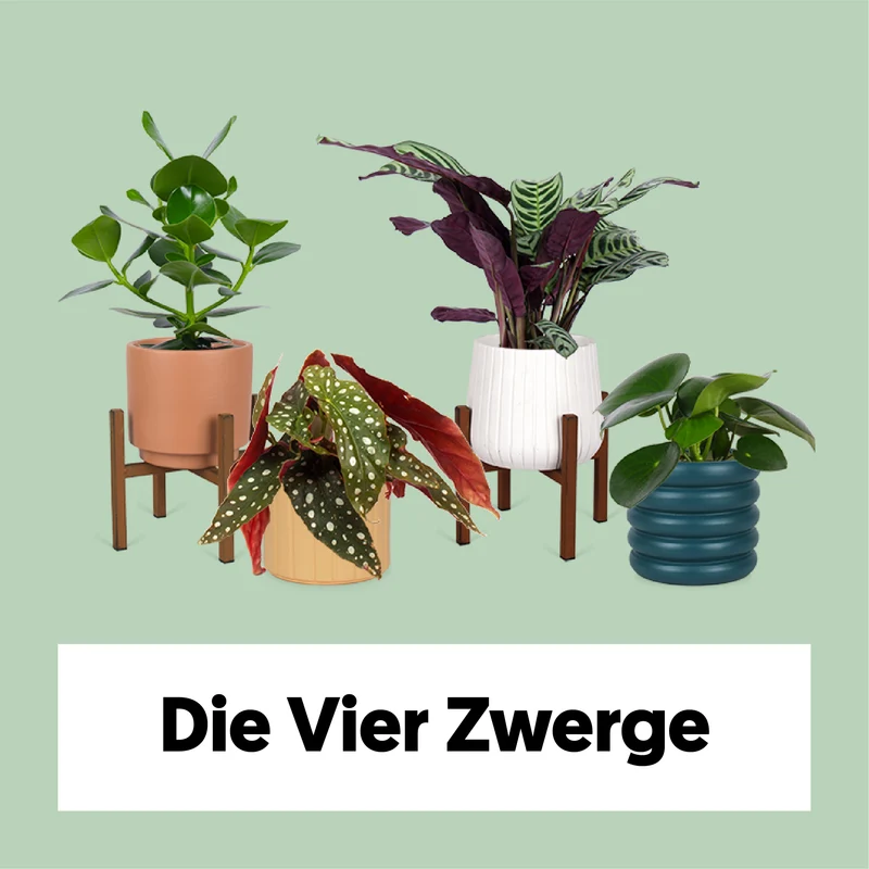 Die 4 Zwerge