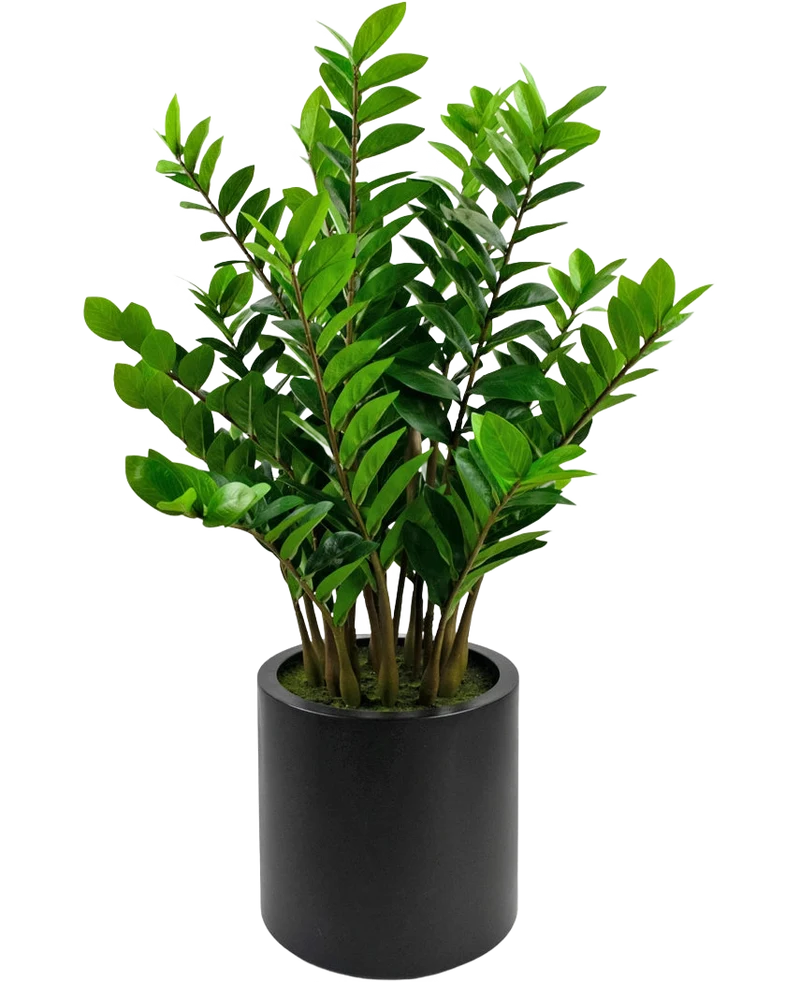 Künstliche Pflanze Zamioculcas fertig in schwarzem Topf 120 cm