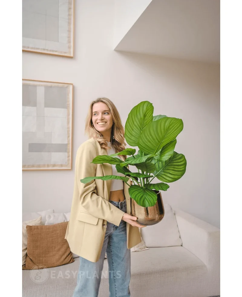 Kunstplant Calathea Fasciata UV 70 cm in pot