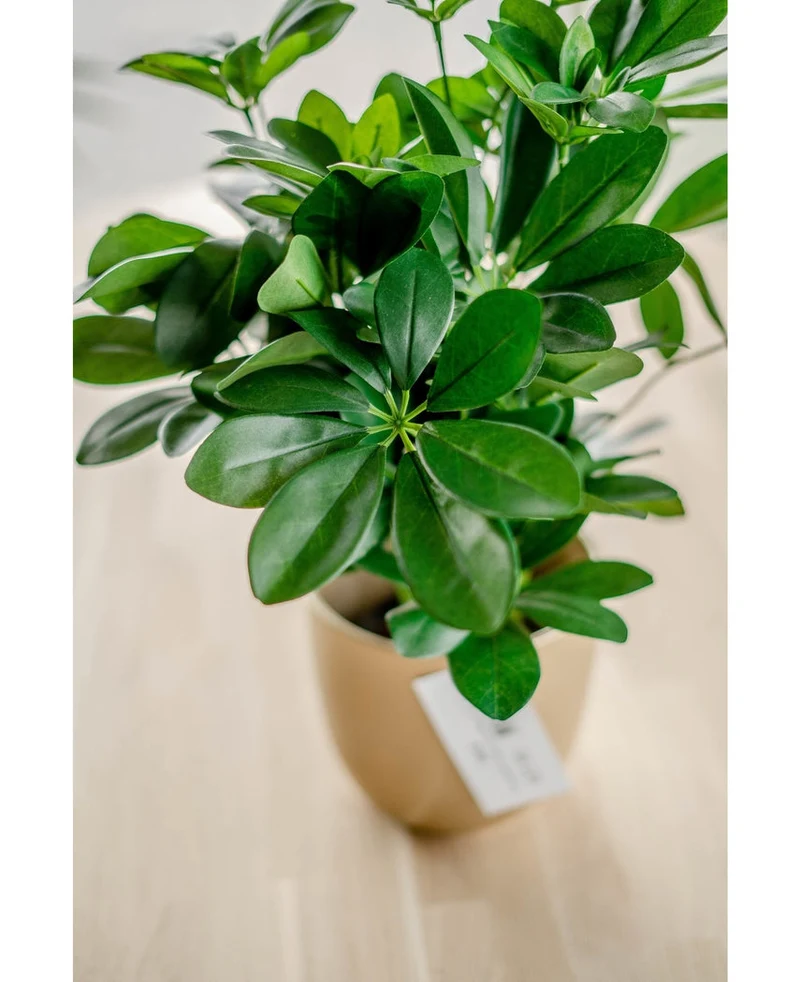 Kunstplant Baby Schefflera UV 45 cm