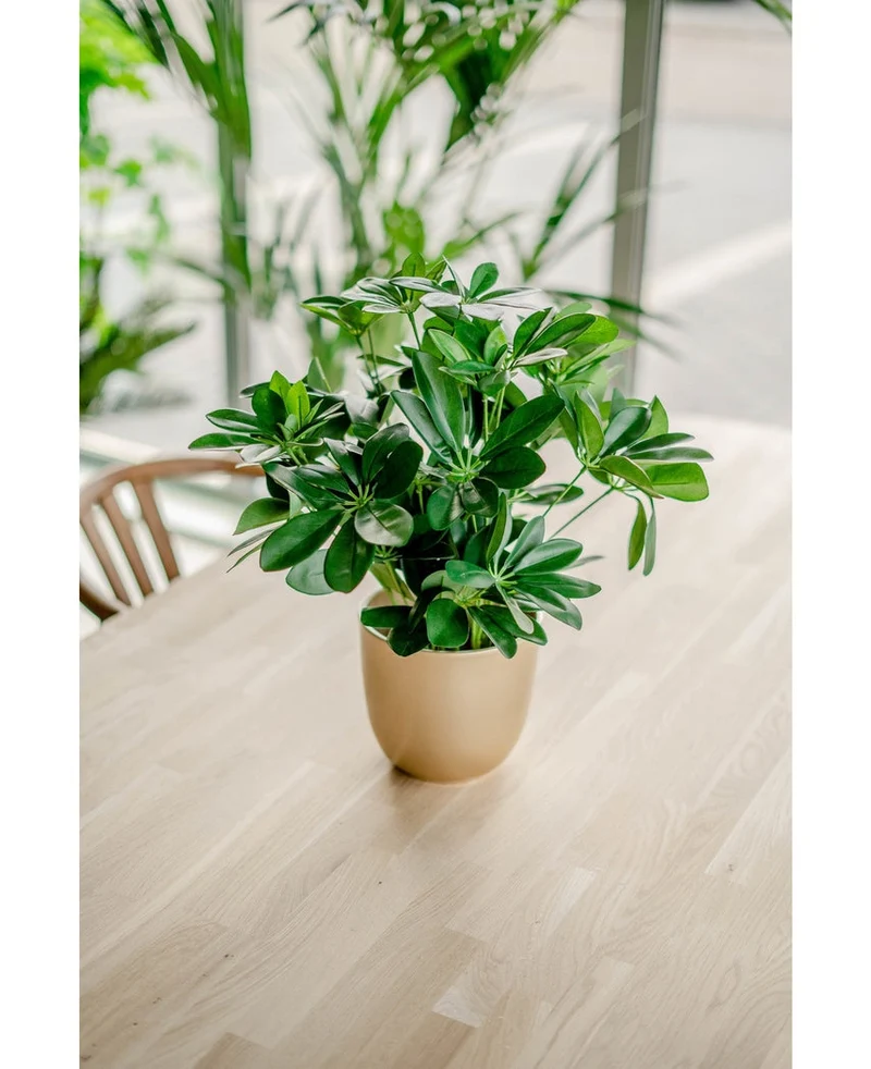 Kunstplant Baby Schefflera UV 45 cm