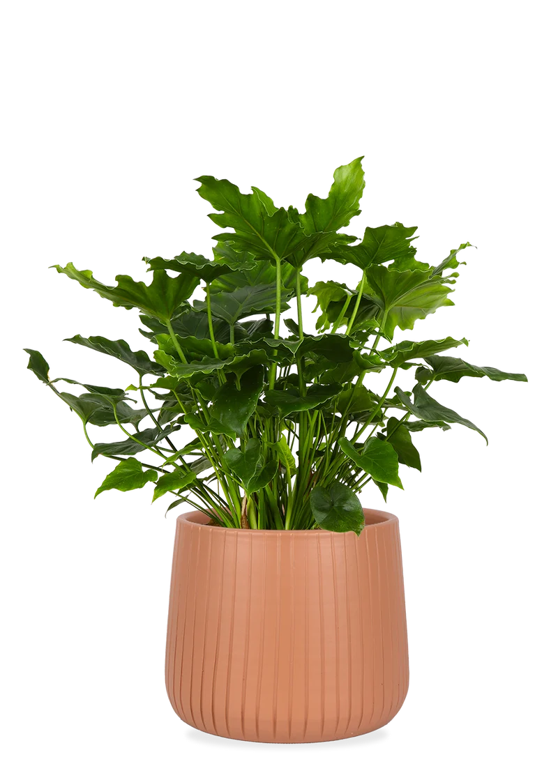 Philodendron shangri-la (Baumfreund)