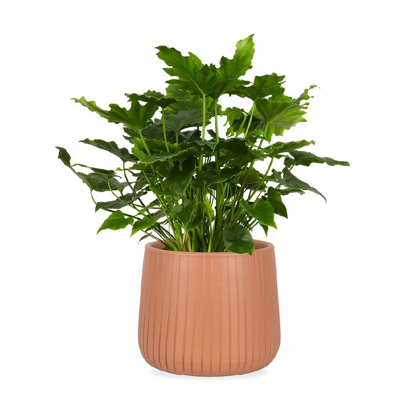 Philodendron shangri-la (Baumfreund)