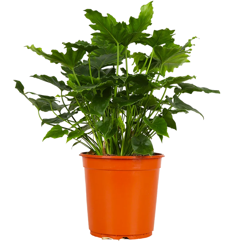 Philodendron shangri-la (Baumfreund)