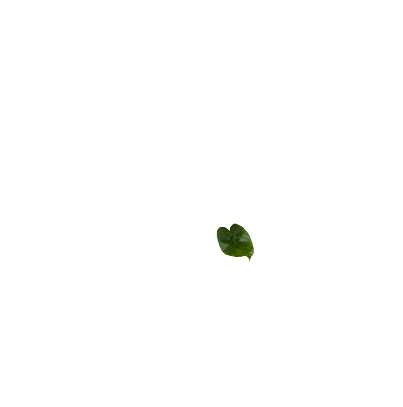 Philodendron shangri-la (Baumfreund)
