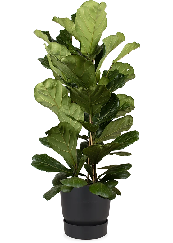 Ficus lyrata (Geigenfeige) (XL)