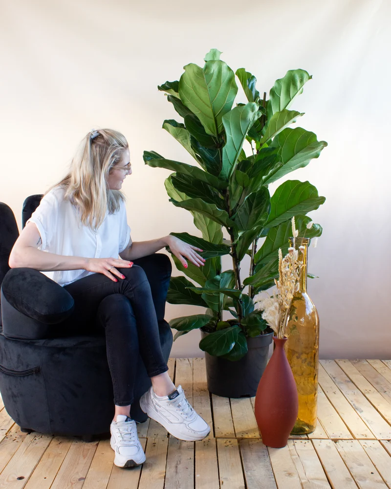 Ficus lyrata (Geigenfeige) (XL)