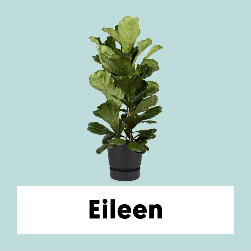 Ficus lyrata (Geigenfeige) (XL)