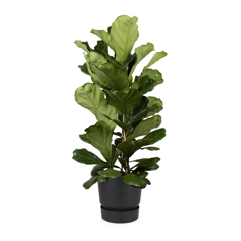 Ficus lyrata (Geigenfeige) (XL)