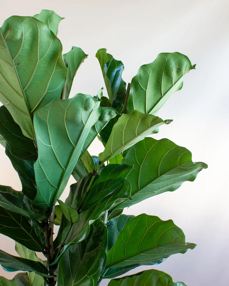 Ficus lyrata (Geigenfeige) (XL)