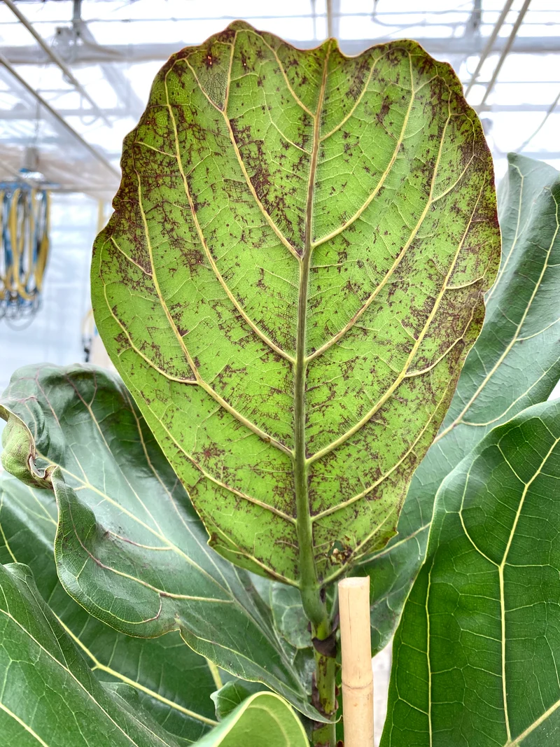 Ficus lyrata (Geigenfeige) (XL)