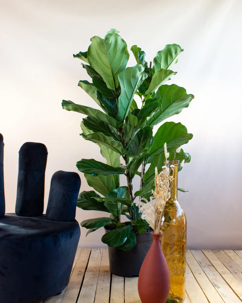 Ficus lyrata (Geigenfeige) (XL)