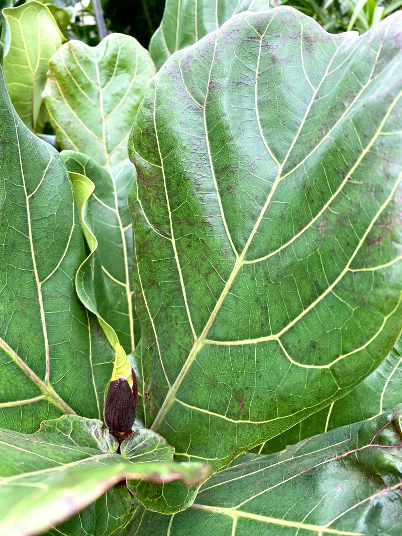 Ficus lyrata (Geigenfeige) (XL)