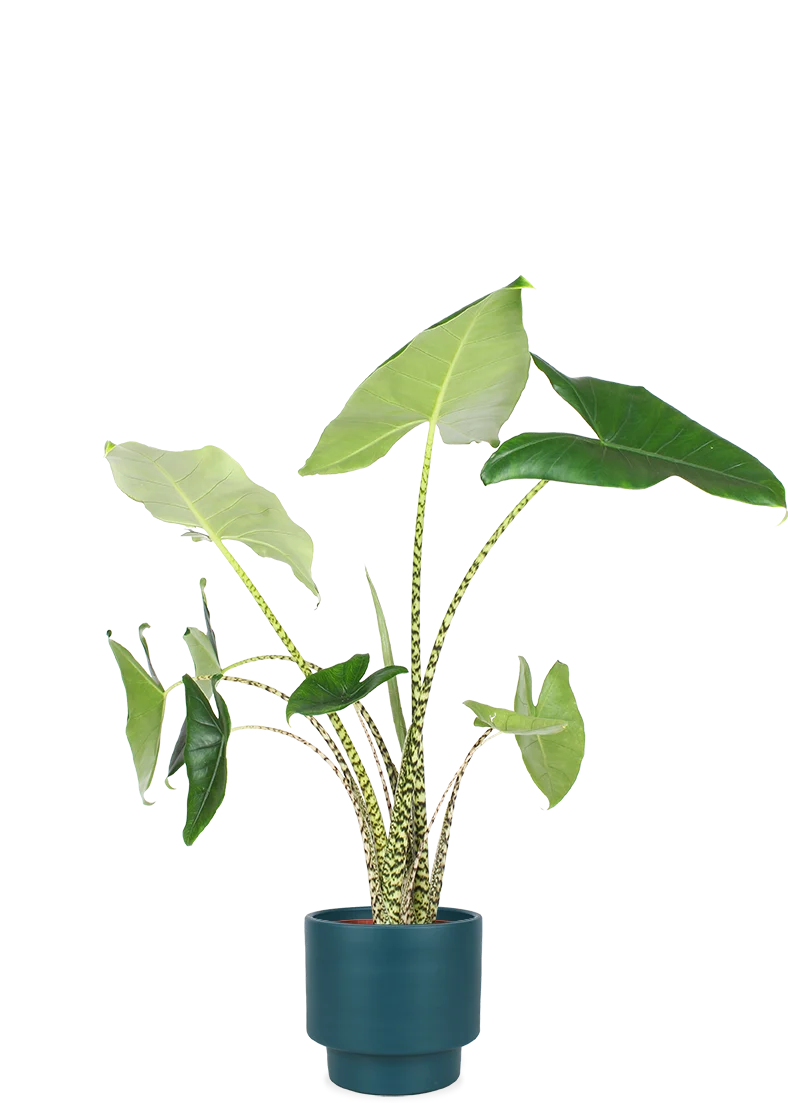 Alocasia zebrina (Elefantenohr) (L)
