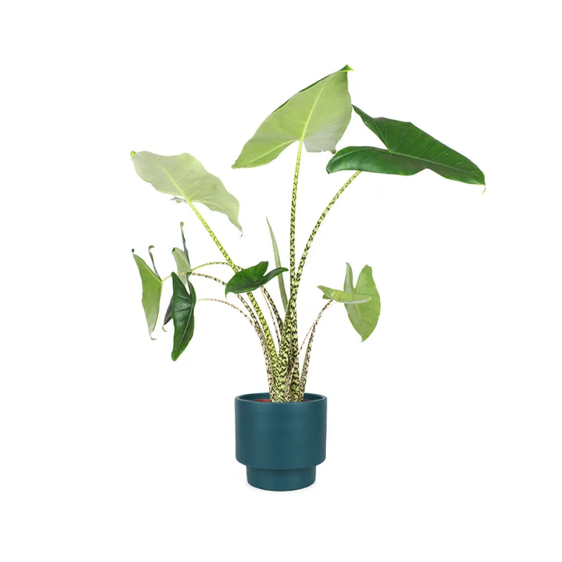 Alocasia zebrina (Elefantenohr) (L)