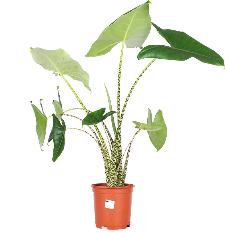 Alocasia zebrina (Elefantenohr) (L)