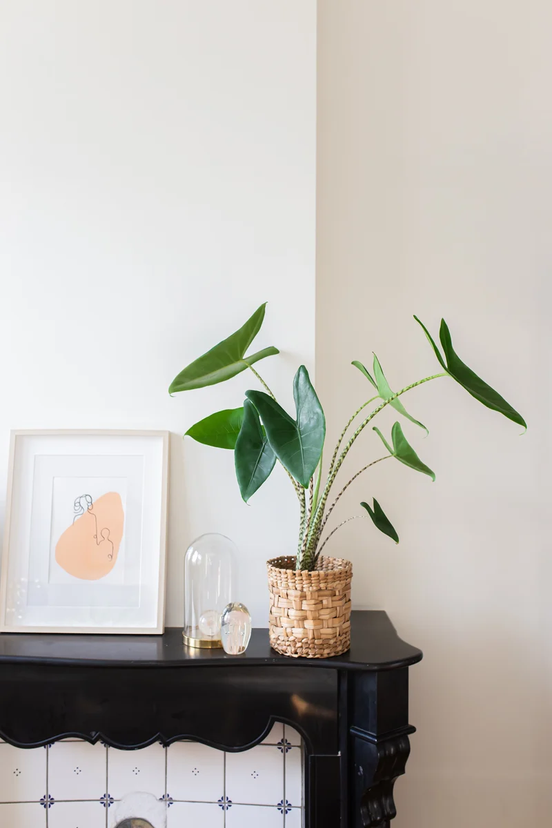 Alocasia zebrina (Elefantenohr) (L)