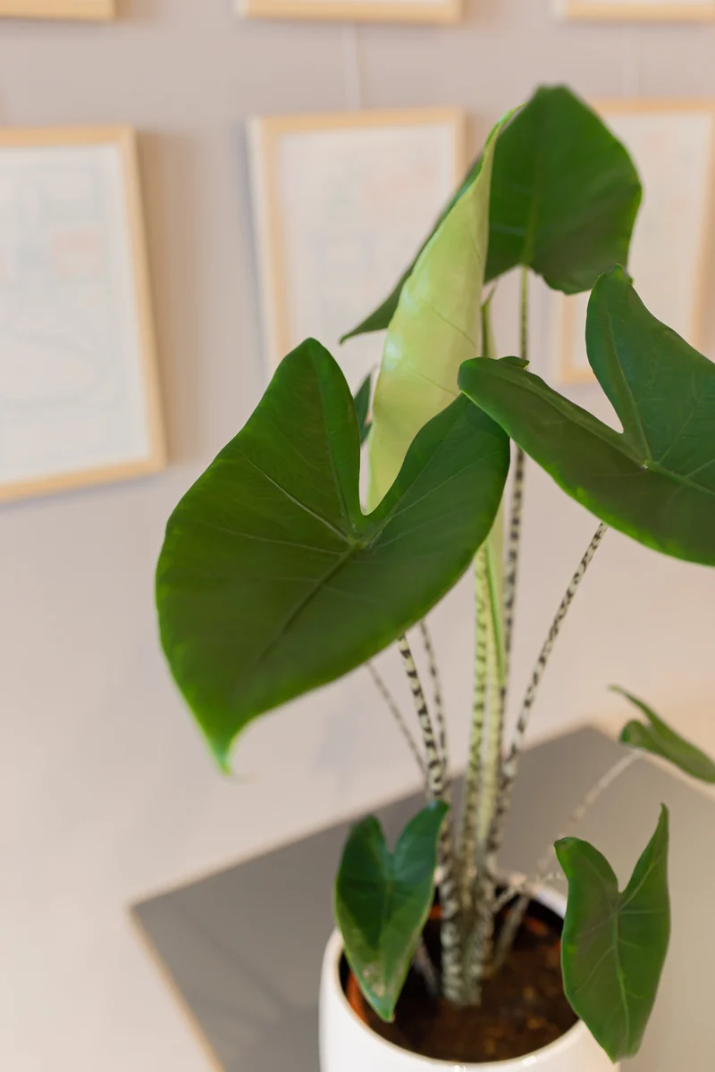 Alocasia zebrina (Elefantenohr) (L)