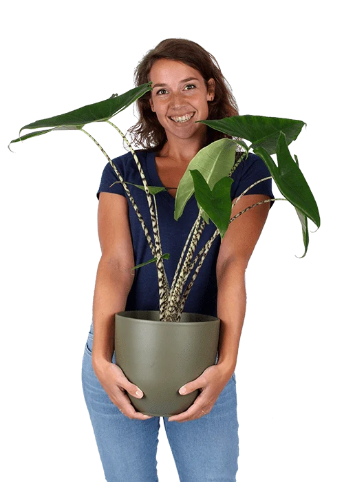 Alocasia zebrina (Elefantenohr) (L)