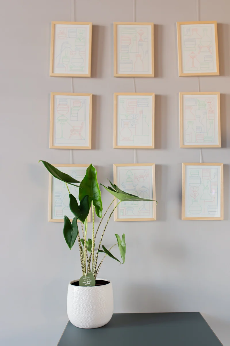 Alocasia zebrina (Elefantenohr) (L)