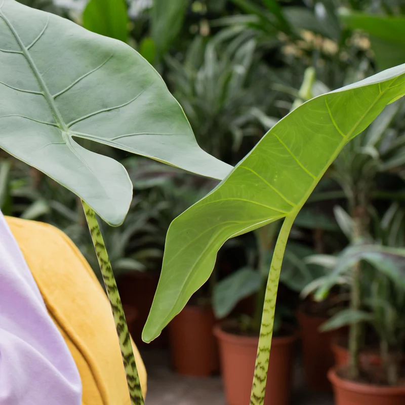 Alocasia zebrina (Elefantenohr) (L)