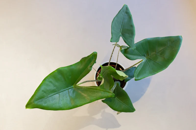 Alocasia zebrina (Elefantenohr) (L)