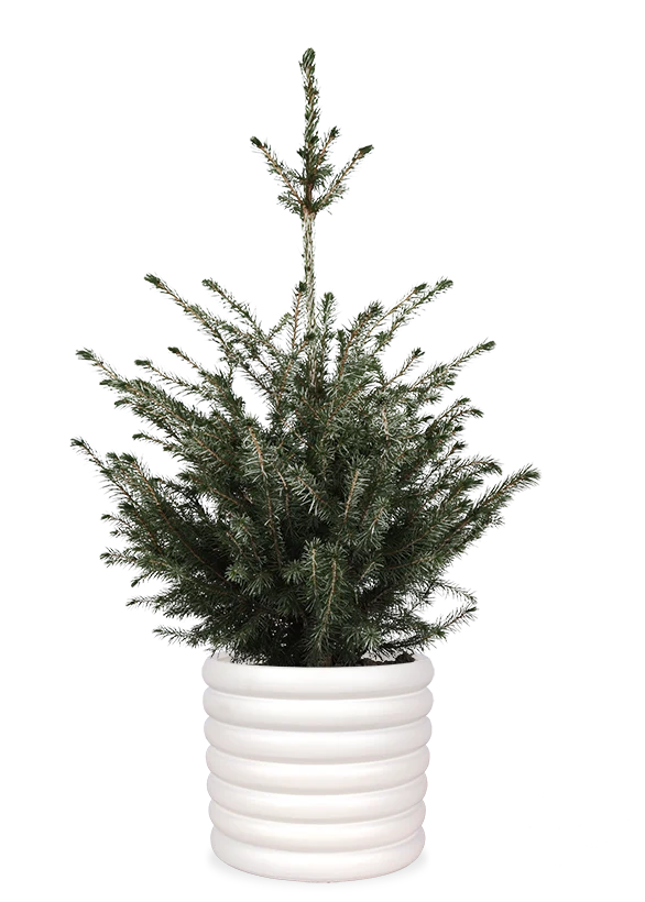 Picea omorokia (Weihnachtsbaum)