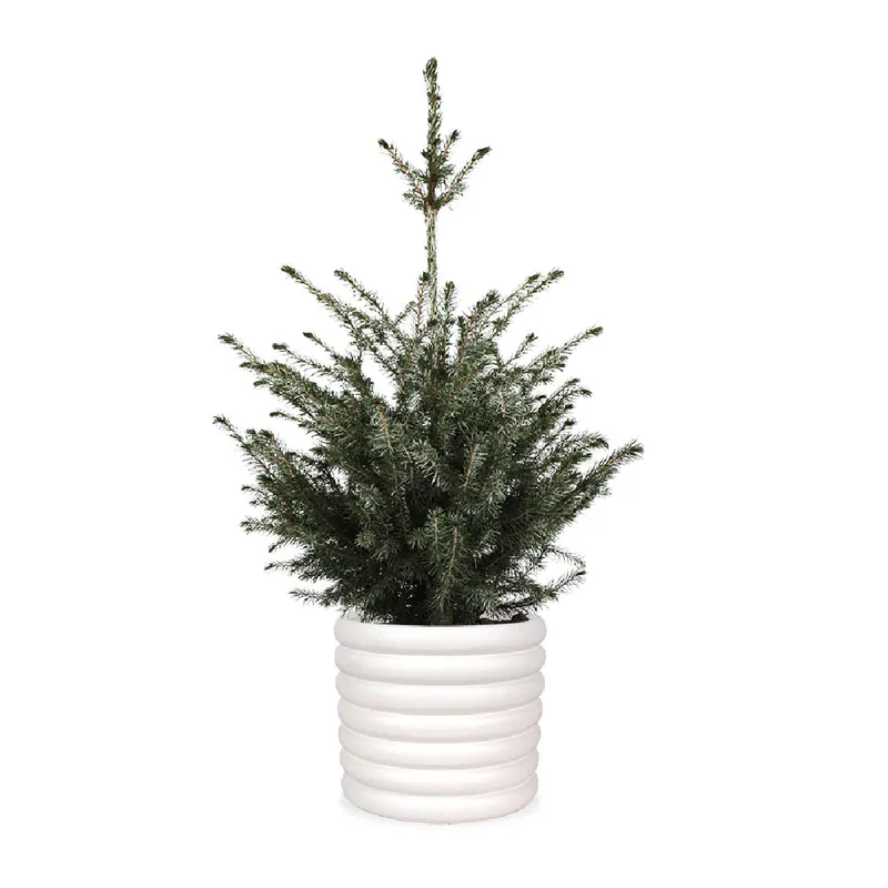 Picea omorokia (Weihnachtsbaum)