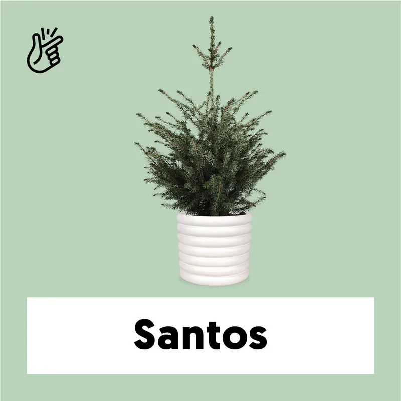 Picea omorokia (Weihnachtsbaum)