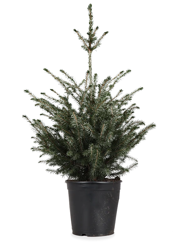 Picea omorokia (Weihnachtsbaum)