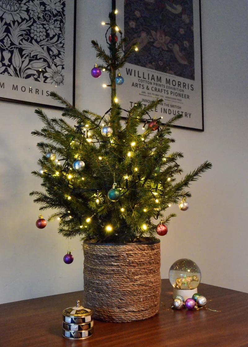 Picea omorokia (Weihnachtsbaum)
