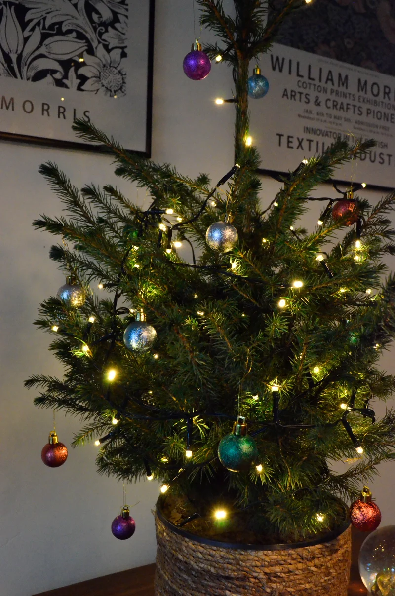 Picea omorokia (Weihnachtsbaum)