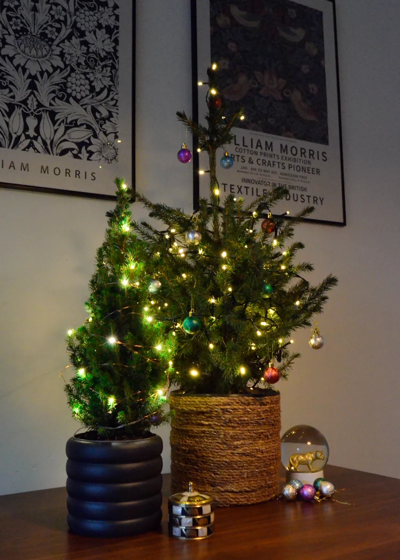 Picea omorokia (Weihnachtsbaum)