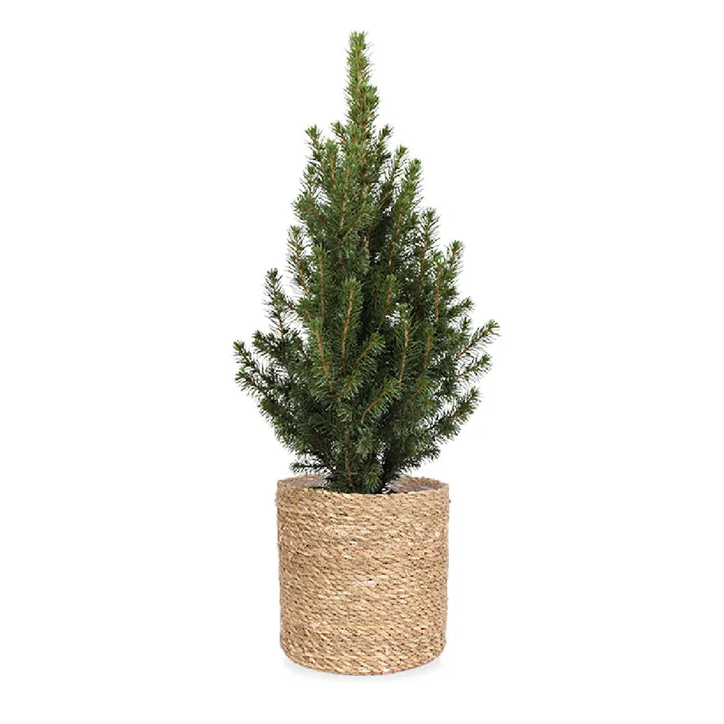 Picea perfecta (Weihnachtsbaum)
