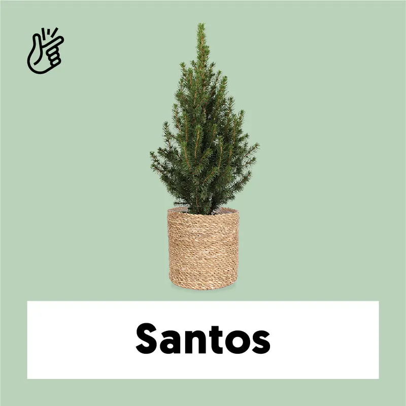 Picea perfecta (Weihnachtsbaum)