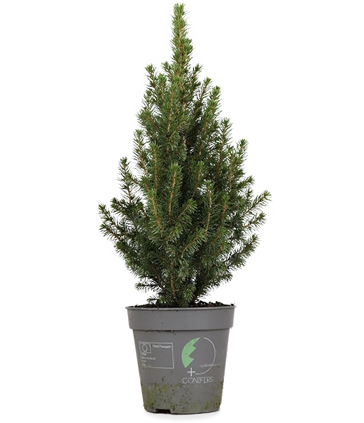 Picea perfecta (Weihnachtsbaum)