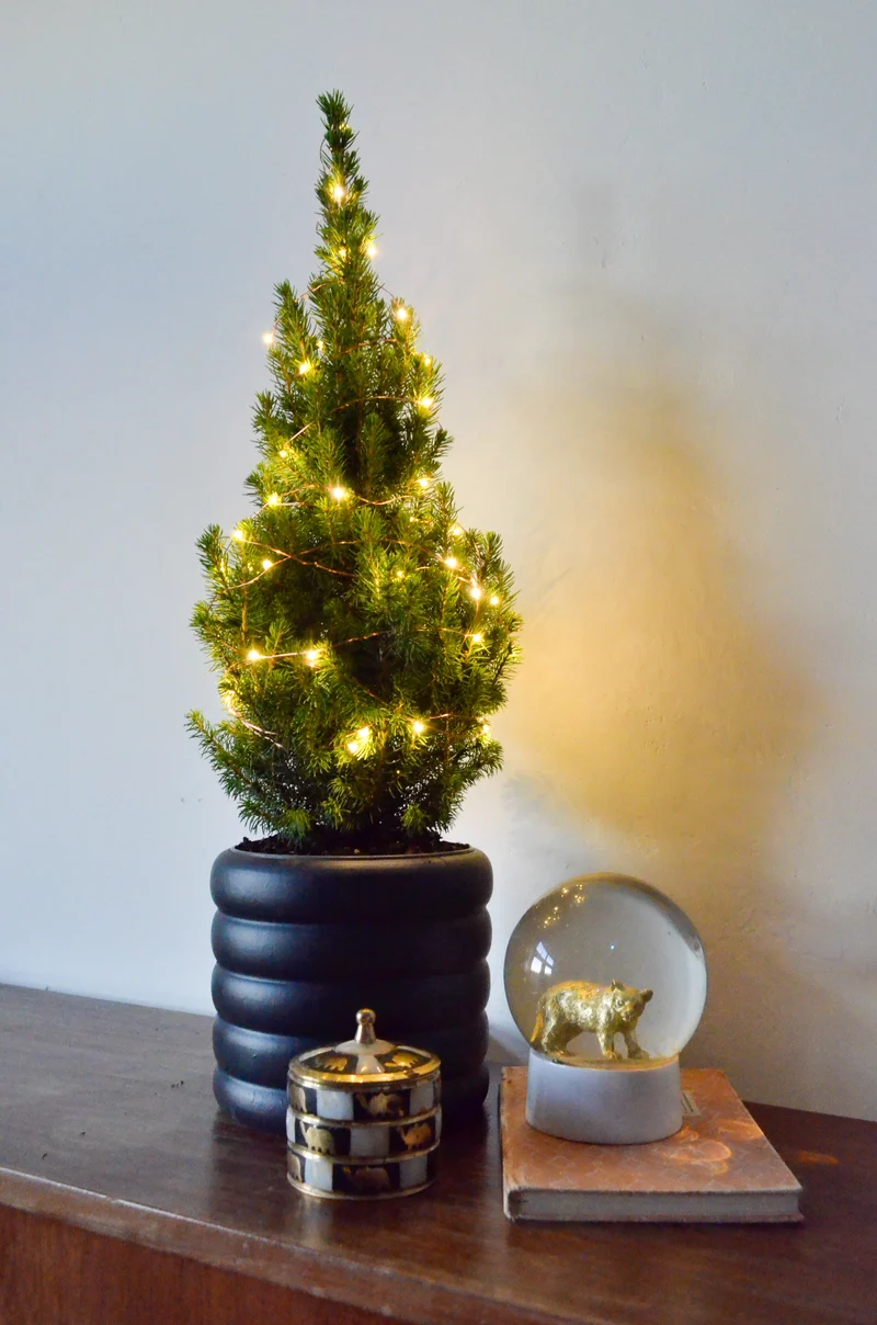 Picea perfecta (Weihnachtsbaum)