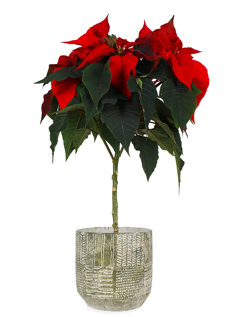 Euphorbia pulcherrima christmas feelings (auf Stamm) (rot) (Weihnachtsstern)