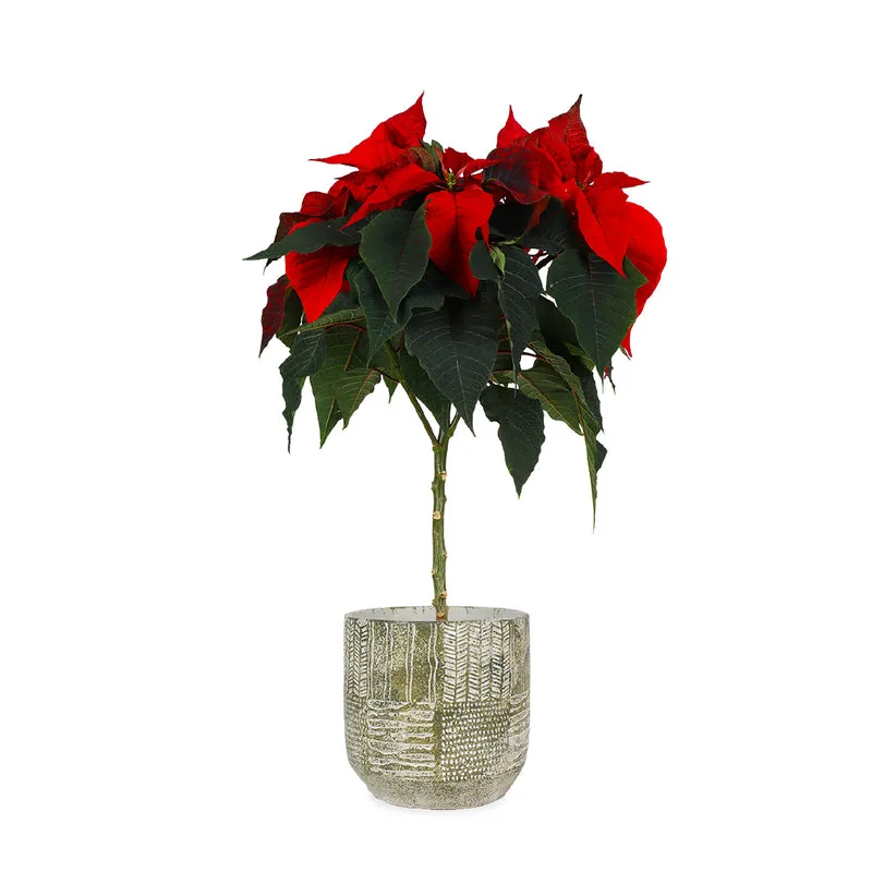 Euphorbia pulcherrima christmas feelings (auf Stamm) (rot) (Weihnachtsstern)