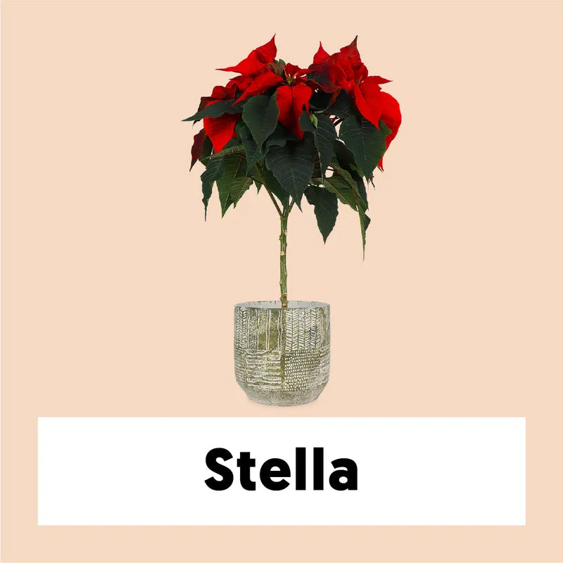 Euphorbia pulcherrima christmas feelings (auf Stamm) (rot) (Weihnachtsstern)